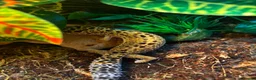 Leopard Gecko reptiles for sale: Leopard gecko with full set up in Worcester - Advert 1