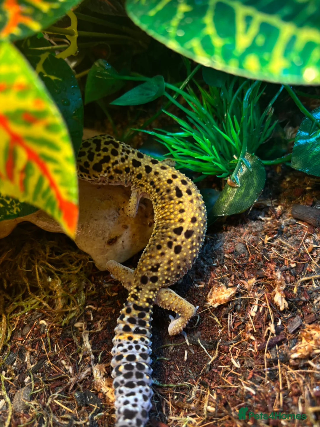 Leopard Gecko reptiles for sale: Leopard gecko with full set up in Worcester - Advert 1
