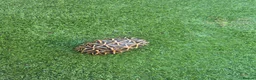 Tortoise reptiles for sale: MALE INDIAN STAR TORTOISE  in Newcastle upon Tyne - Advert 8
