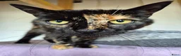 Mixed Breed cats for adoption: Female Tortoiseshell 3 years old - Advert 2