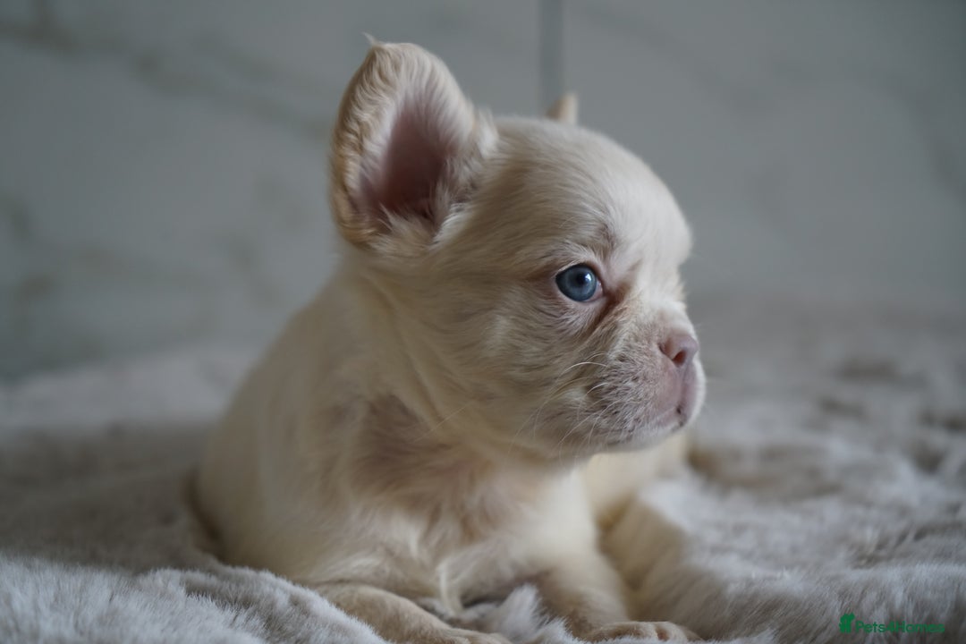 French Bulldog dogs for sale: Exceptional Fluffy French Bulldog Puppies - Image 11
