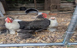Chickens poultry for sale: Pekin Bantam Roosters - Image 2