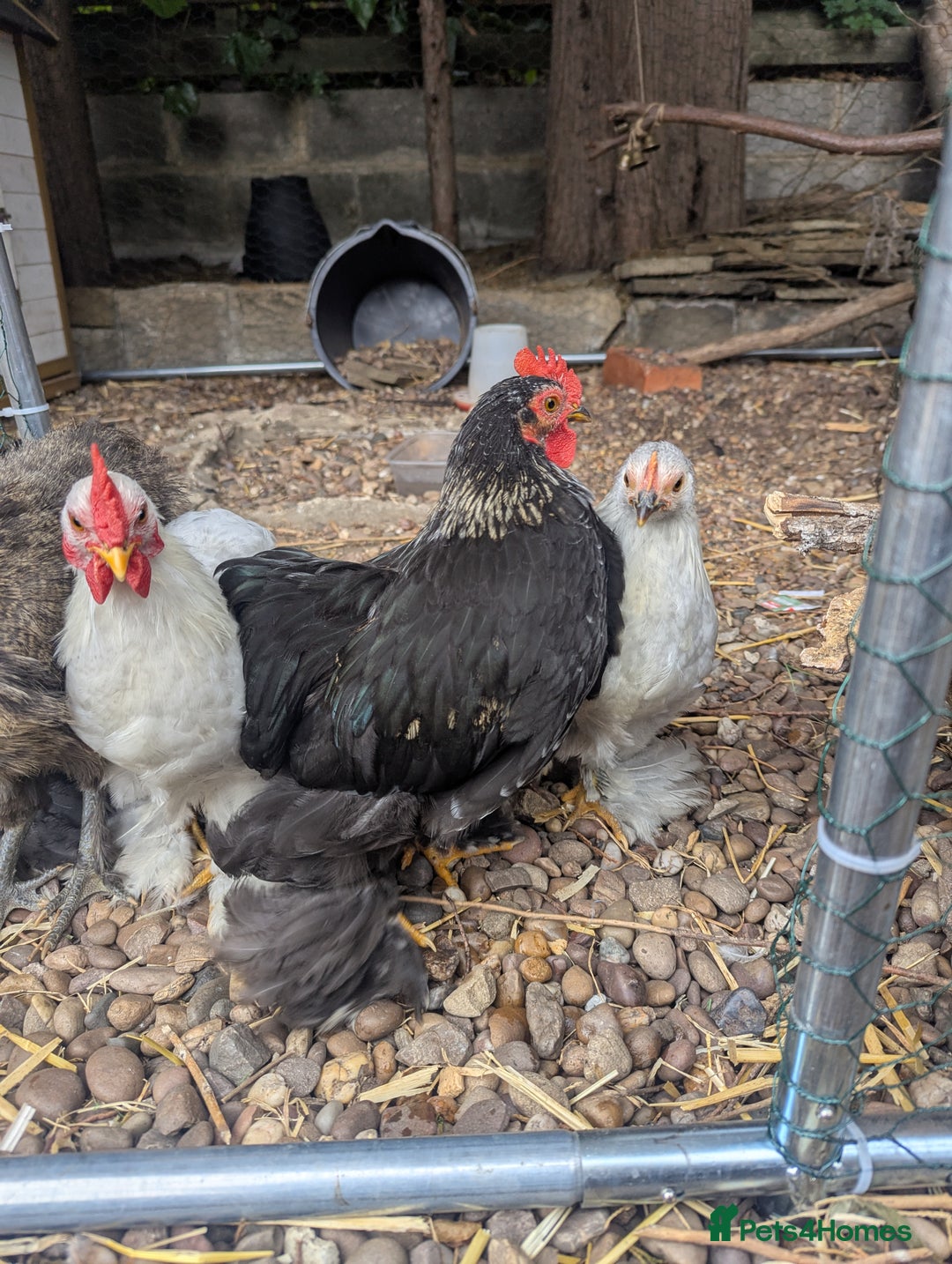 Chickens poultry for sale: Pekin Bantam Roosters - Image 2