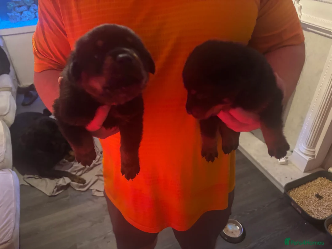 Rottweiler dogs for sale: Rottweiler pups - Advert 7