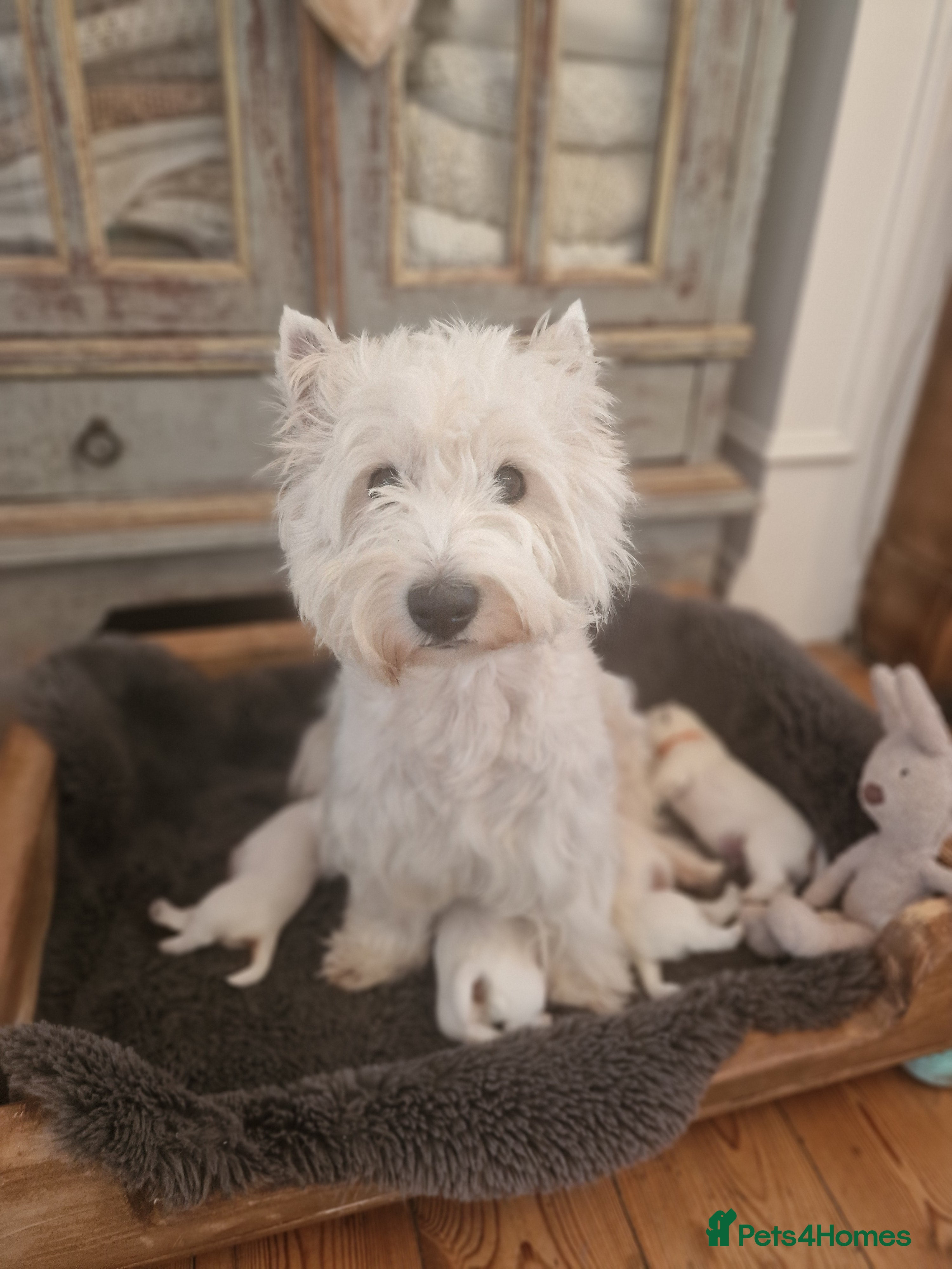 West Highland Terrier dogs Outstanding! Westie puppies - Advert 3