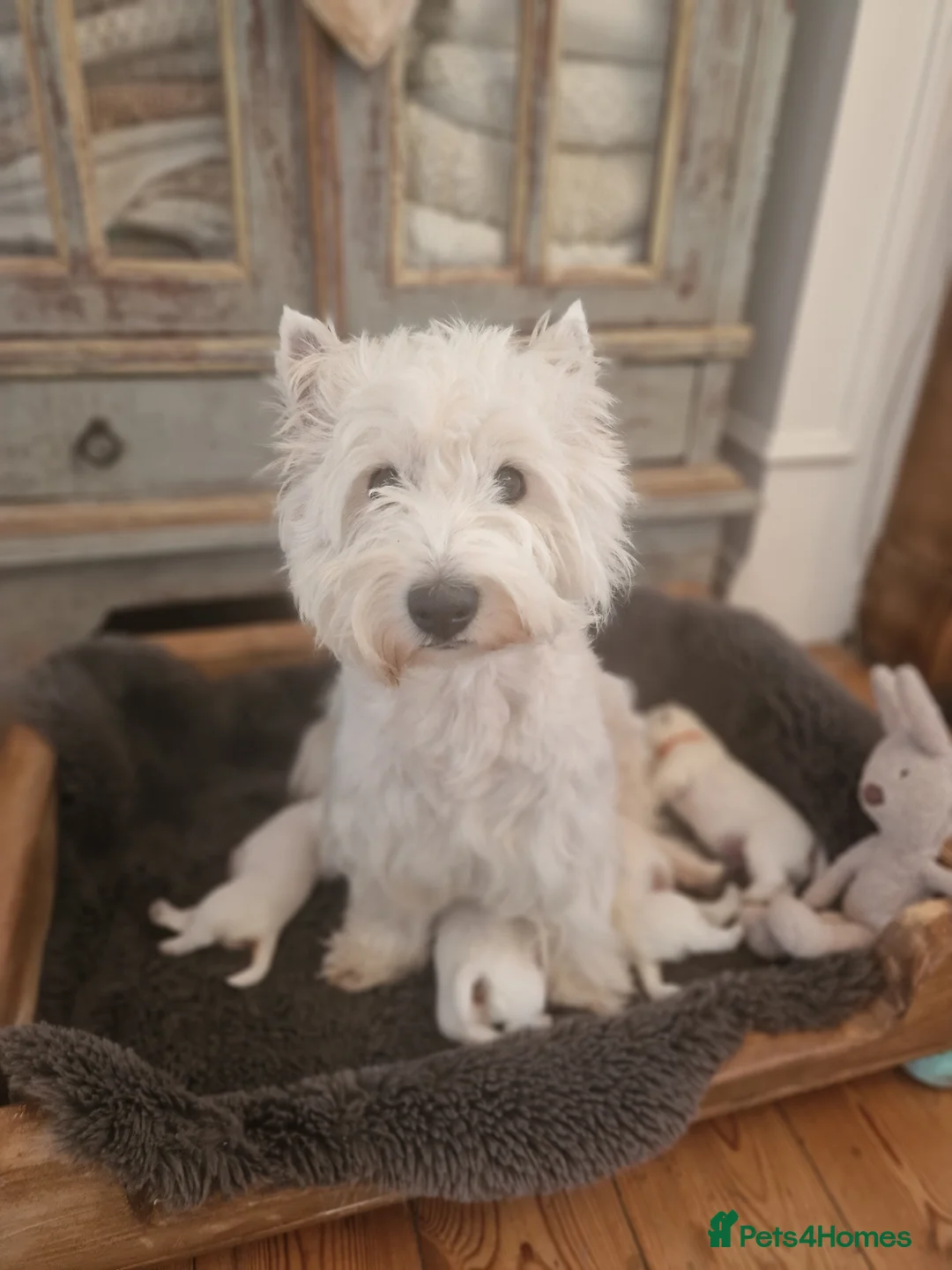 West Highland Terrier dogs for sale: Outstanding! Westie puppies - Advert 1