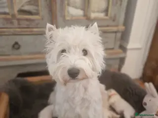 West Highland Terrier dogs Outstanding! Westie puppies - Advert 3