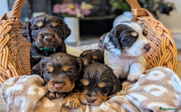 Cocker Spaniel dogs - Advert 1