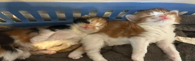 Turkish Van 5