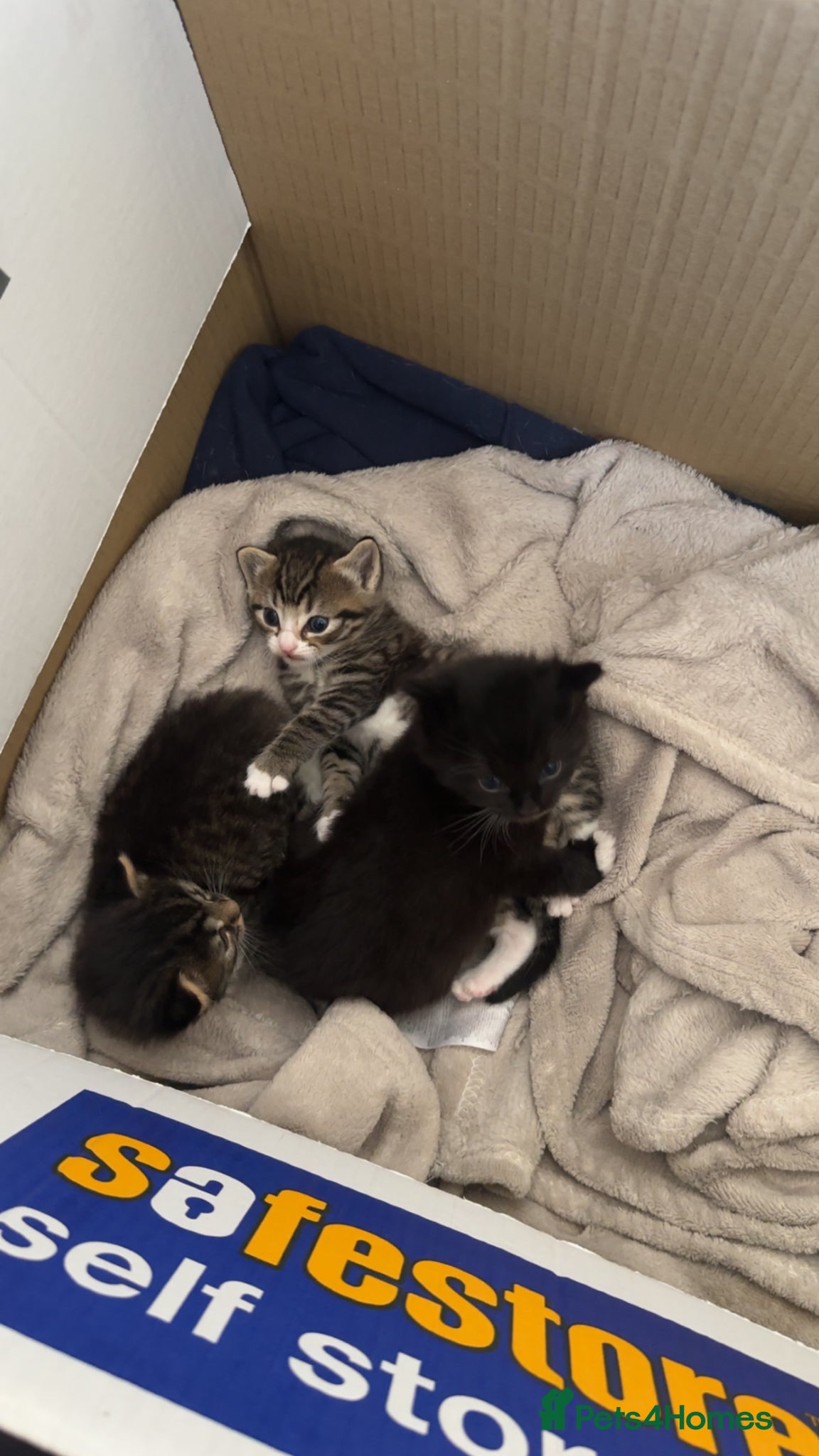 British Longhair cats 3 longhair kittens for sale (PRICE NEGOTIABLE) - Advert 12