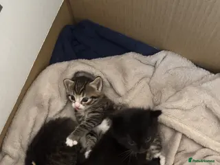 British Longhair cats 3 longhair kittens for sale (PRICE NEGOTIABLE) - Advert 12