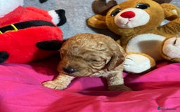 Cavapoochon dogs for sale: Cavapoochon Puppies ready from 20th December 2025  - Advert 13