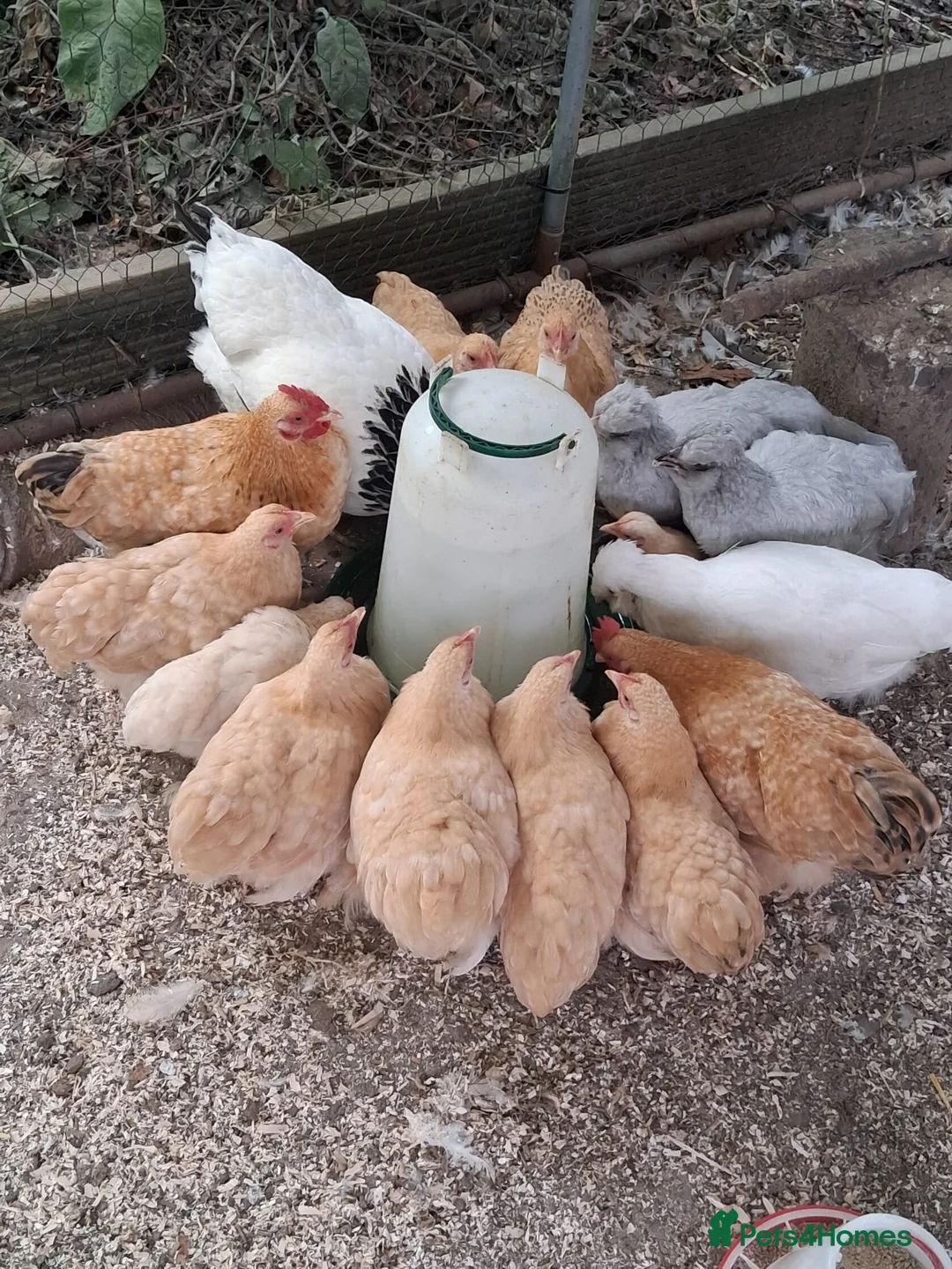 Chickens poultry for sale: Lemon pekin bantam pue breed  in Etchingham - Advert 2