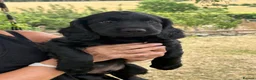 Springador dogs for sale: Springador Puppies - Advert 1