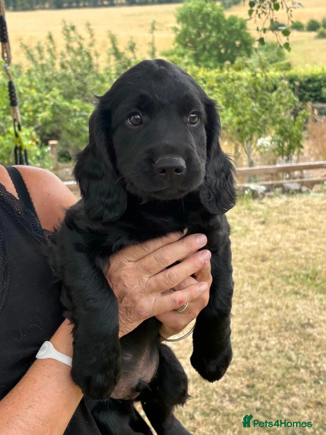 Springador dogs for sale: Springador Puppies - Advert 1