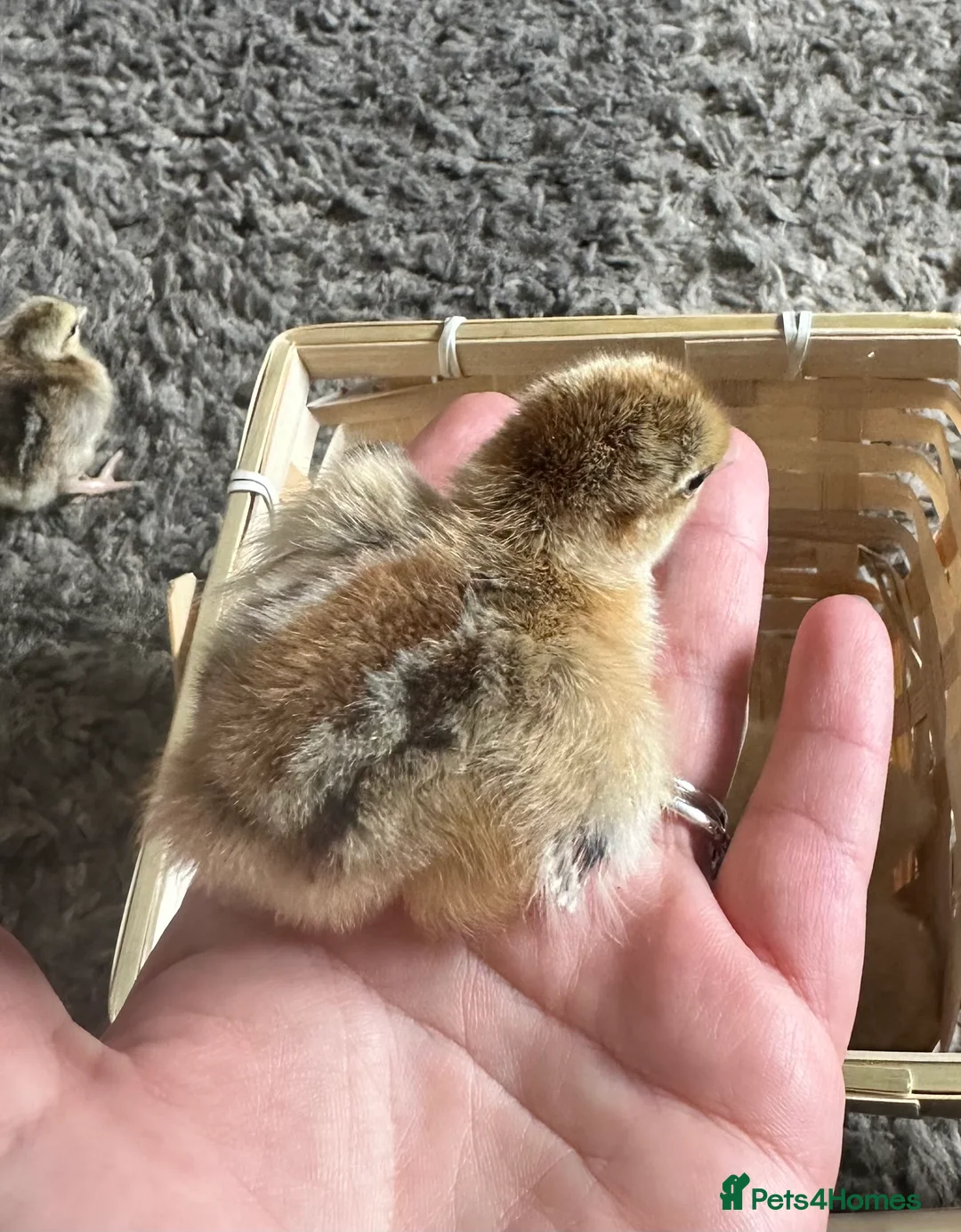 Chickens poultry for sale: Day old chicks - Advert 2