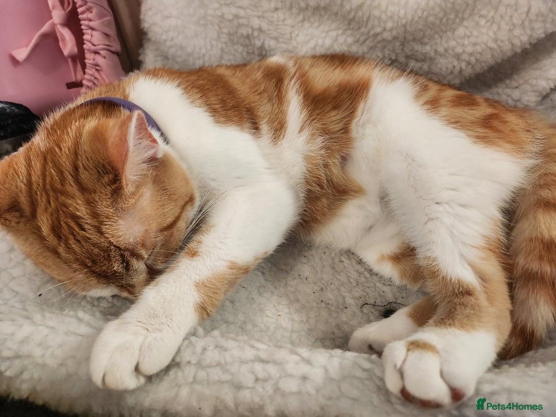 British Shorthair cats for sale: Beautiful ginger and white female cat - Image 8