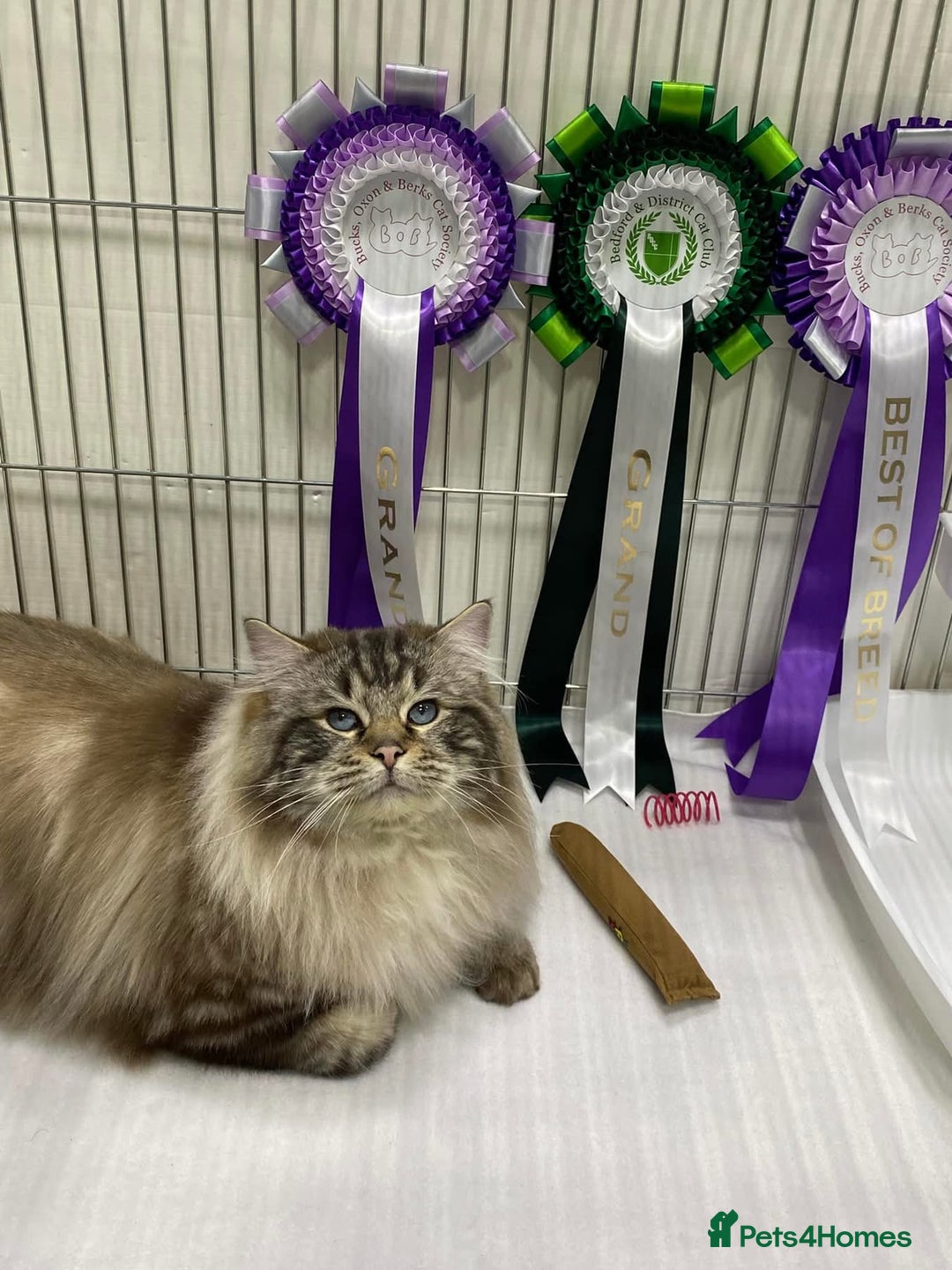 Ragdoll cats for sale: Gccf registered ragdoll male  - Advert 4