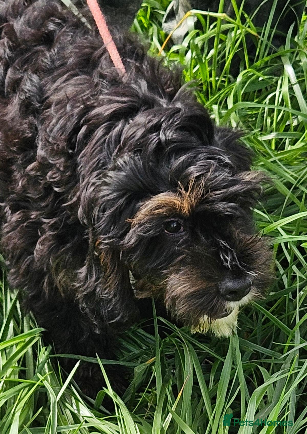Mixed Breed dogs Lovely cavapoo x cockalier puppy for sale  - Advert 1