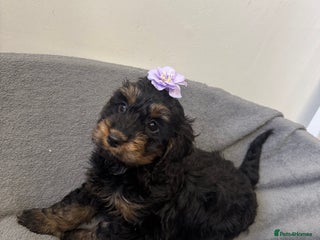 Cockapoo dogs F1 cockerpoo puppies - Advert 5