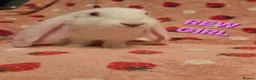 English Lop rabbits for sale: VERY TAME Last 2  Giant pure English Lop Does💗💗 - Advert 4