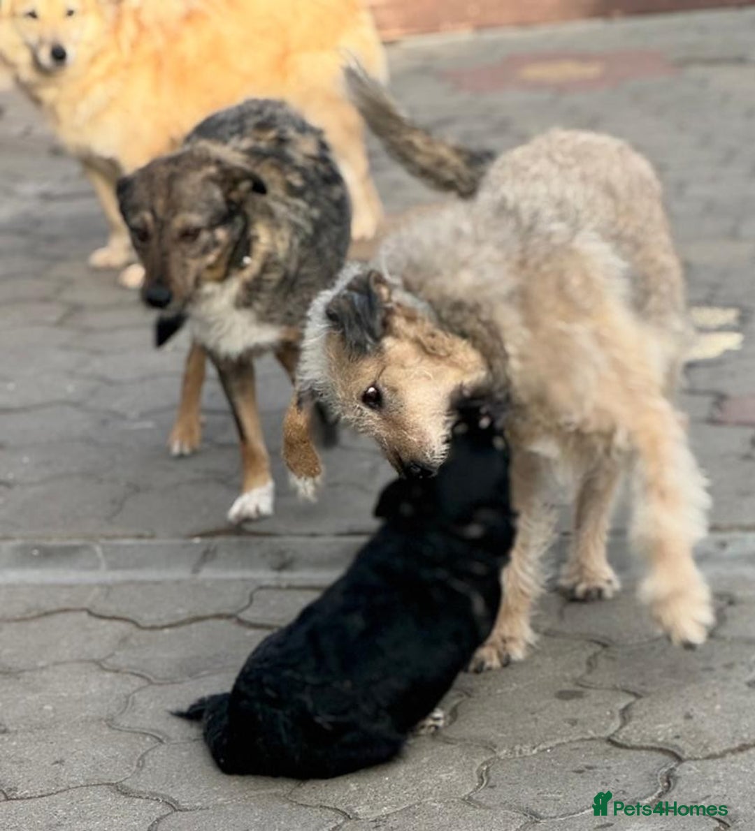Mixed Breed dogs for adoption: OBI - a Lovely little young boy for a Loving Home - Advert 25