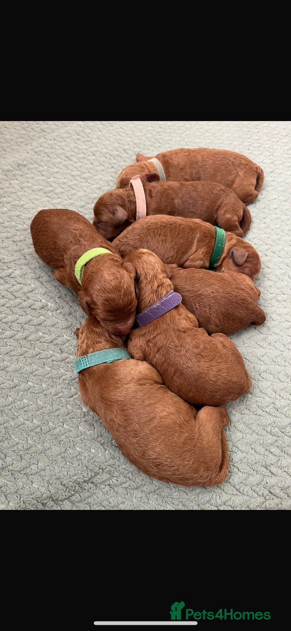 Cavapoo dogs Cavapoo Puppies born 31st March - Advert 7