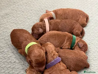 Cavapoo dogs Cavapoo Puppies born 31st March - Advert 7