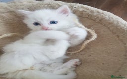 Mixed Breed cats for sale: Two beautiful princess  - Image 10