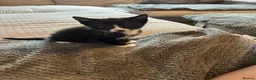 Mixed Breed cats for sale: Male kitten  - Advert 2