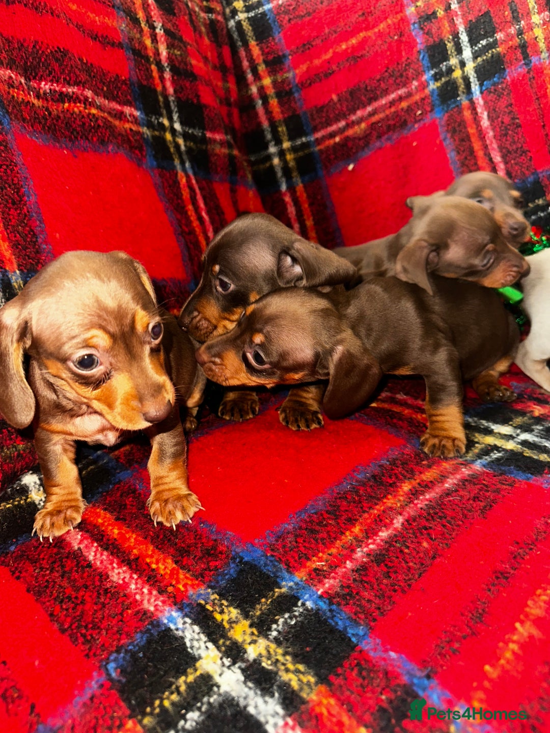 Dachshund dogs for sale: 7 beautiful dashound puppys - Advert 5