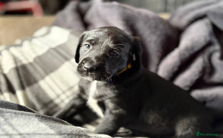 Mixed Breed dogs - Advert 5