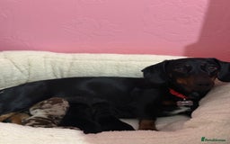 Dachshund dogs for sale: Dachshund miniature  - Image 12