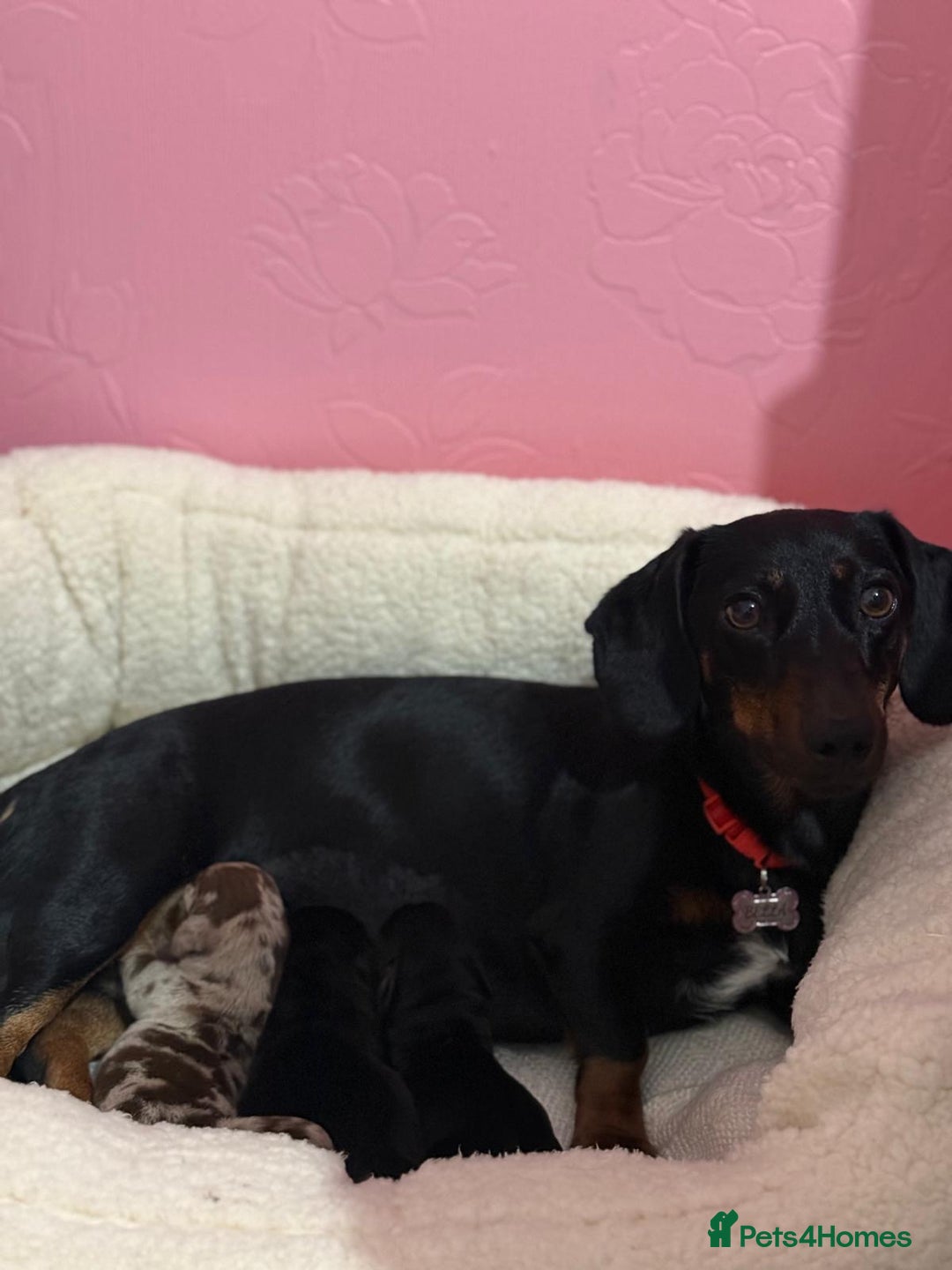 Dachshund dogs for sale: Dachshund miniature  - Image 12
