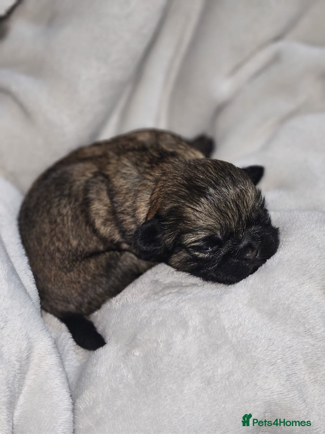 Shih Tzu dogs for sale: Shih tzu puppies  - Advert 5