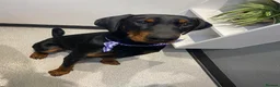Dobermann dogs for sale: Snoop Dogg in Wakefield - Advert 9