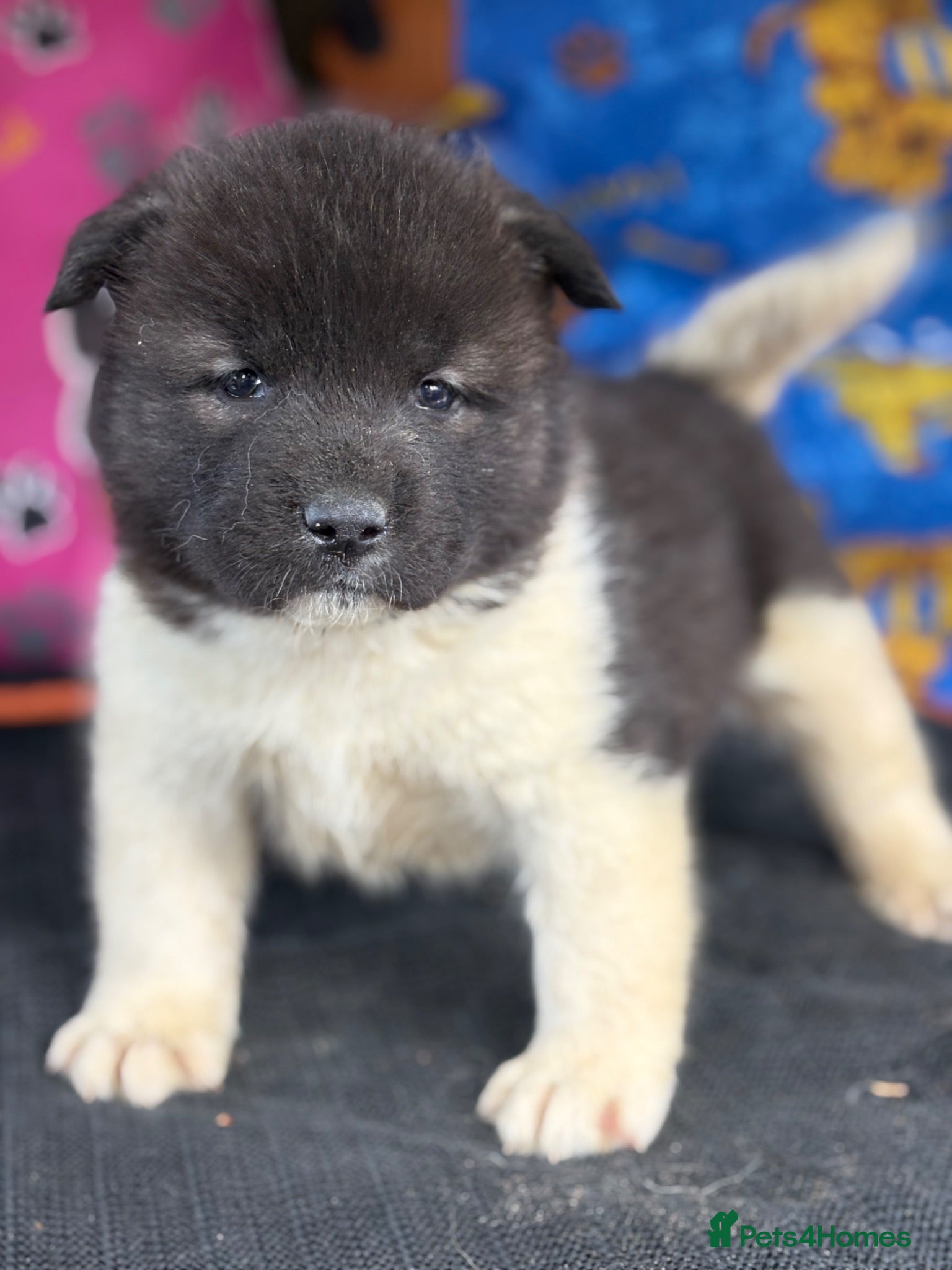 Akita dogs KC registered American Akita Puppies - Advert 1