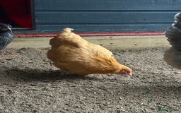 Chickens poultry for sale: Chickens for sale  - Advert 2