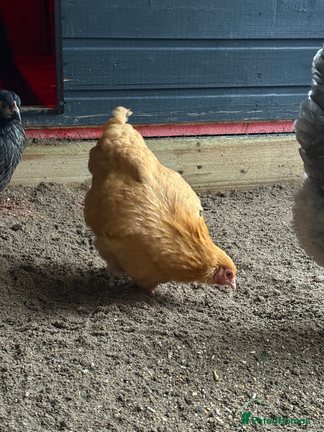 Chickens poultry for sale: Chickens for sale  - Advert 2