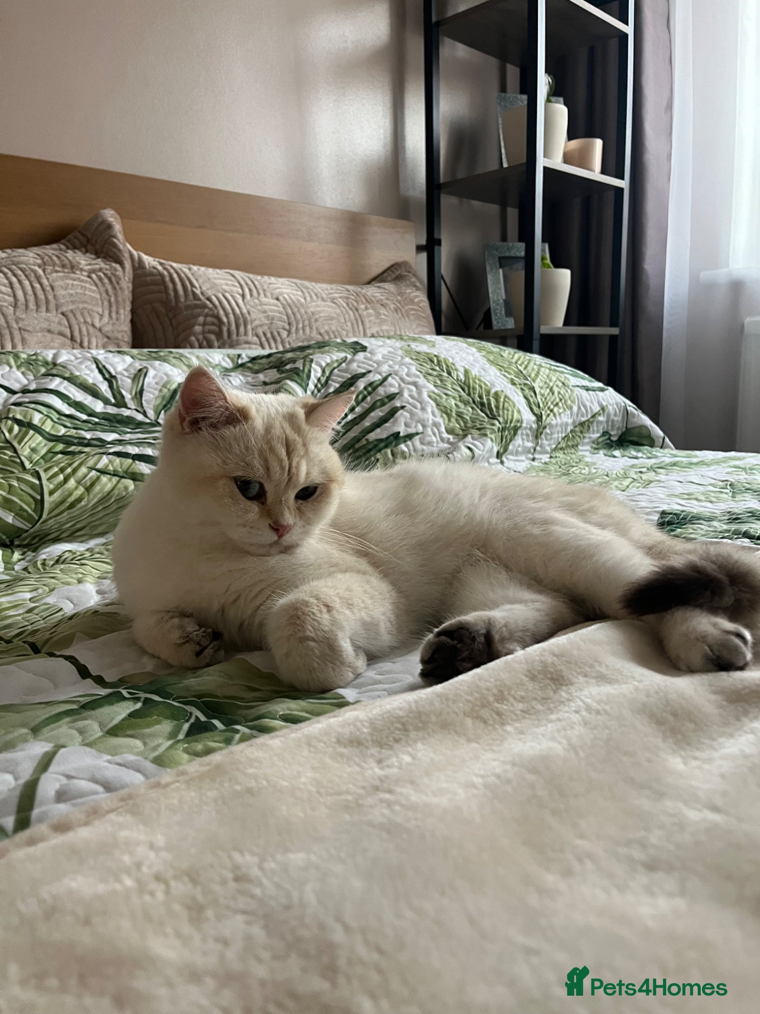 British Shorthair cats Purrista BSH kittens - Advert 8