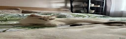 British Shorthair cats for sale: Purrista BSH kittens - Advert 1