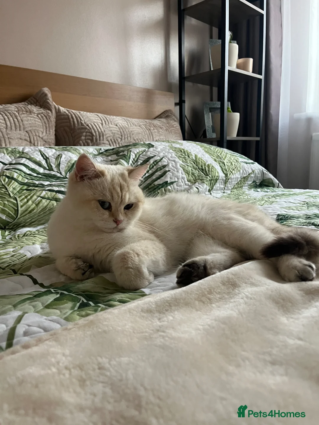 British Shorthair cats for sale: Purrista BSH kittens - Advert 1