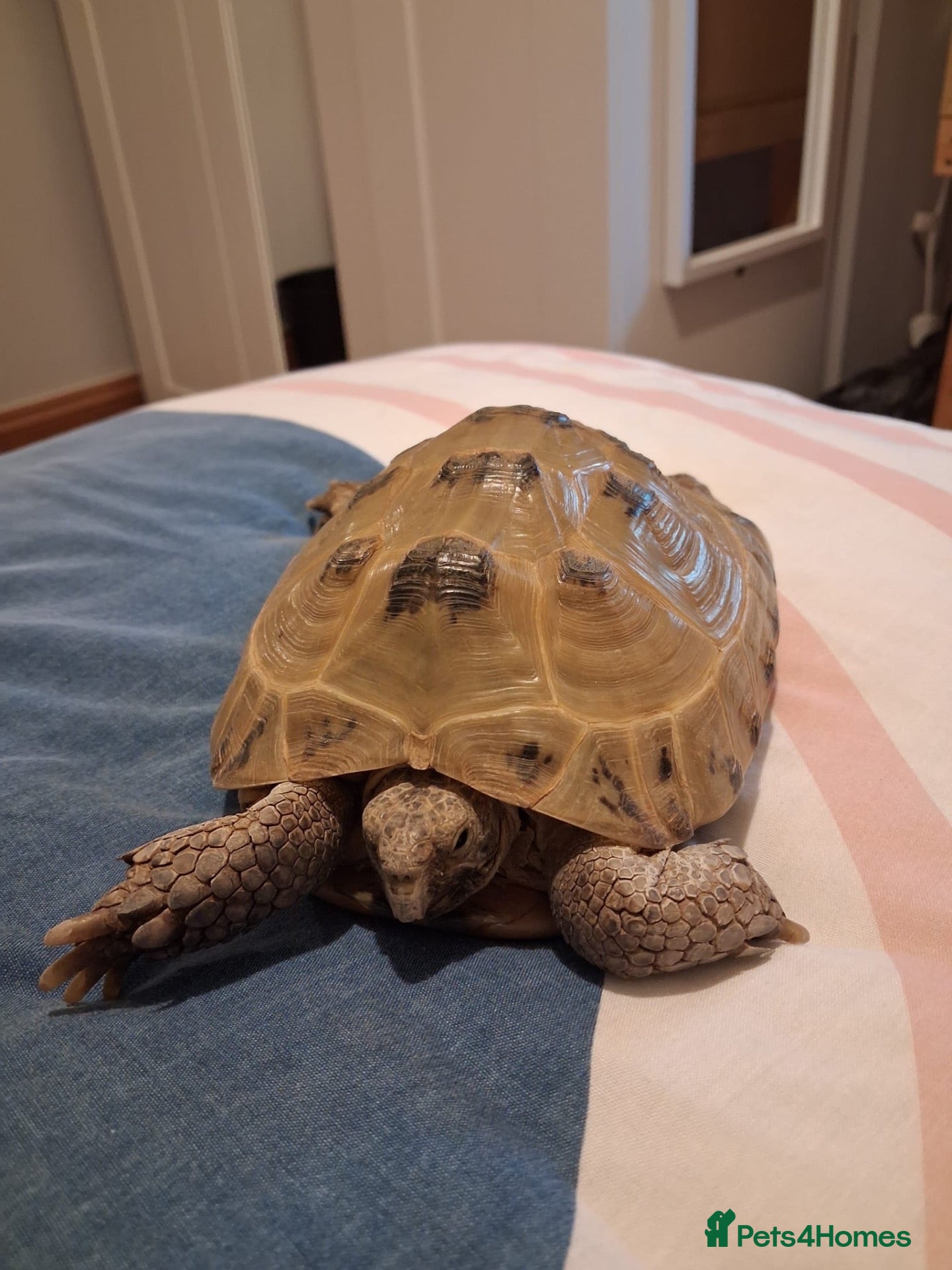 Tortoise reptiles Tortoise for sale  - Advert 2