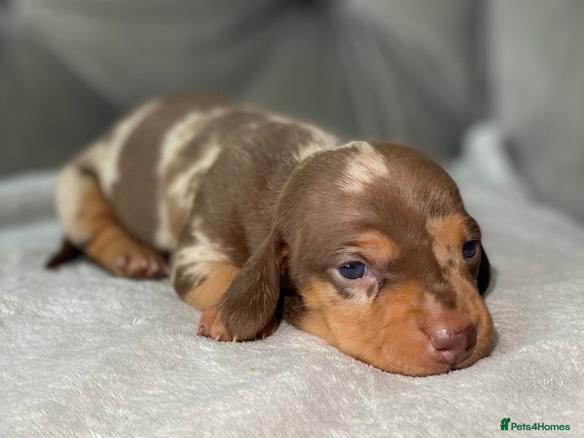 Miniature Dachshund dogs Stunning kennel club registered mini dachshunds  - Advert 13