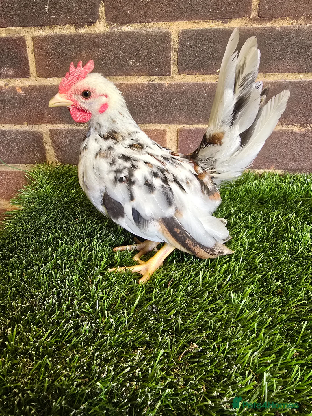 Chickens poultry for sale: Serama Cockerels  - Advert 1