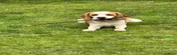 Beagle dogs for sale: 💞BEAUTIFUL BEAGLE PUPPIES 💞 - Advert 24