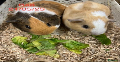 Guinea Pig rodents - Advert 19