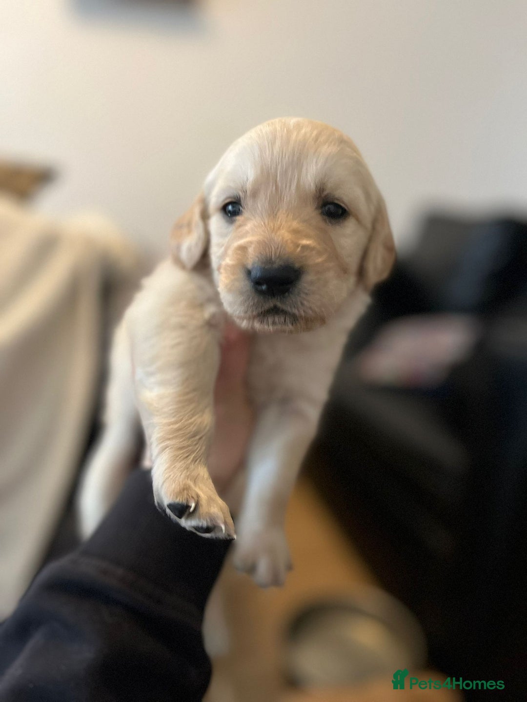Goldador dogs for sale: Beautiful black and golden goldador puppies  - Image 7
