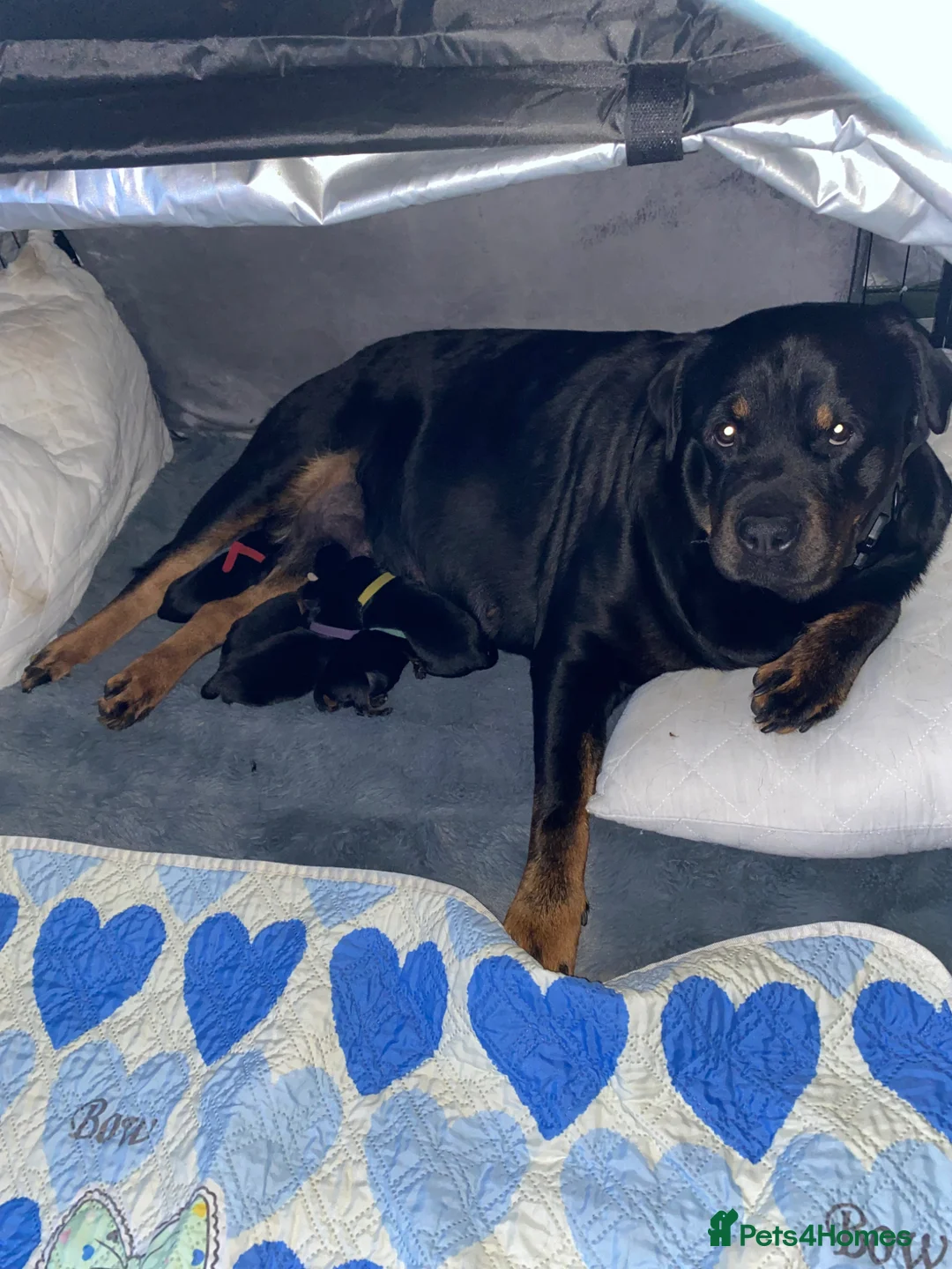 Rottweiler dogs for sale: Rottweiler puppies - Advert 1