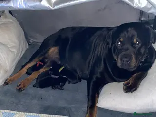 Rottweiler dogs Rottweiler puppies - Advert 4